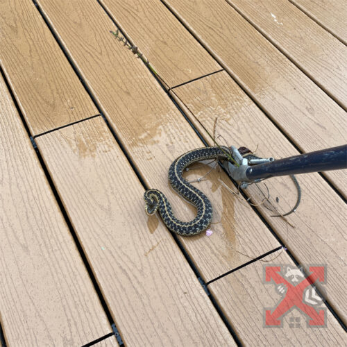 A Snake Found on the Patio