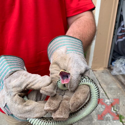 One of Our Technicians Holding A Snake